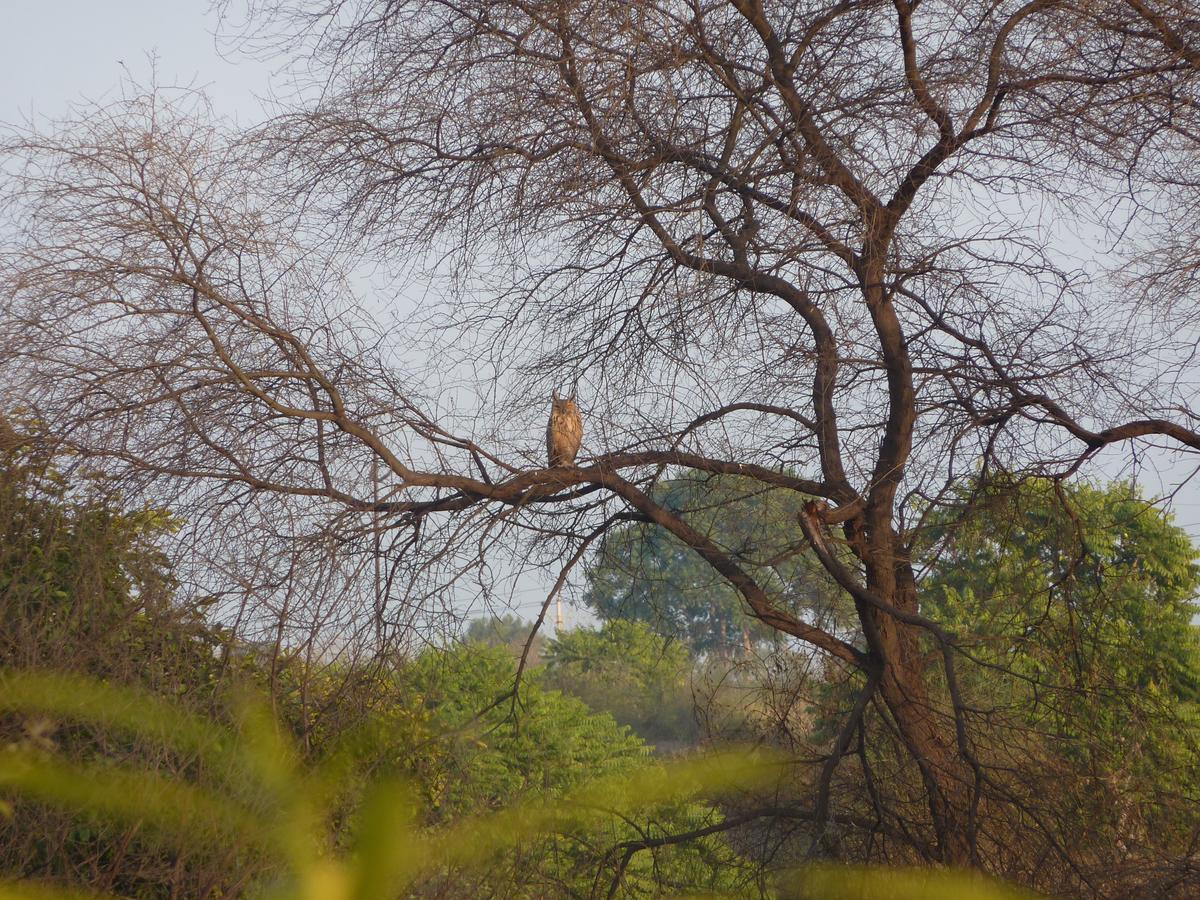 The Coral Tree Boutique Homestay Agra  Exteriör bild